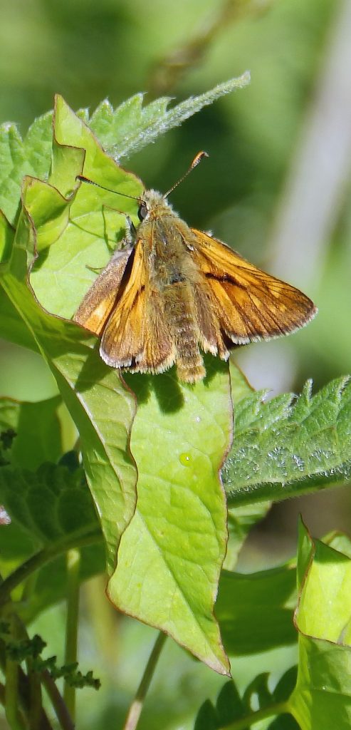 Male Large skipper, Sheila Sims