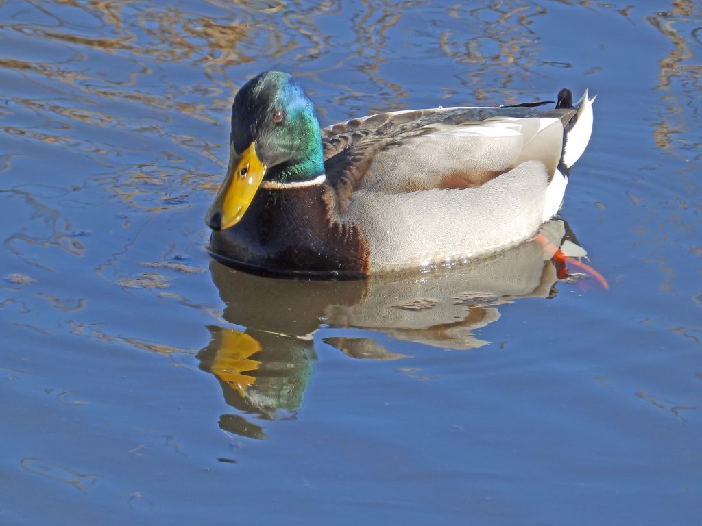 Mallard drake, Sheila Sims