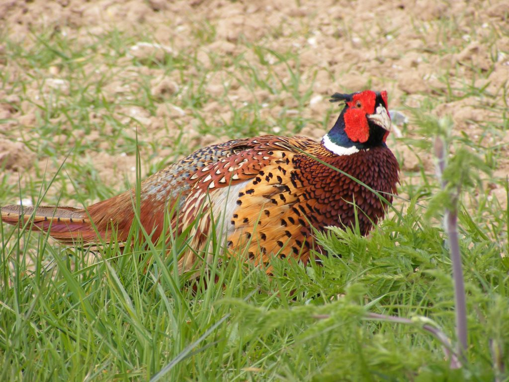 Pheasant. Maybe hiding from the guns, Sheila Sims