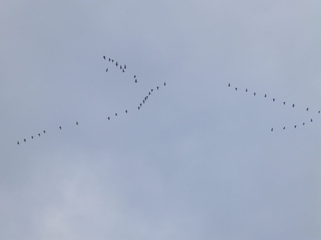 Migrating geese, Sheila Sims
