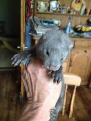 Young Mink, Claire Shuttleworth