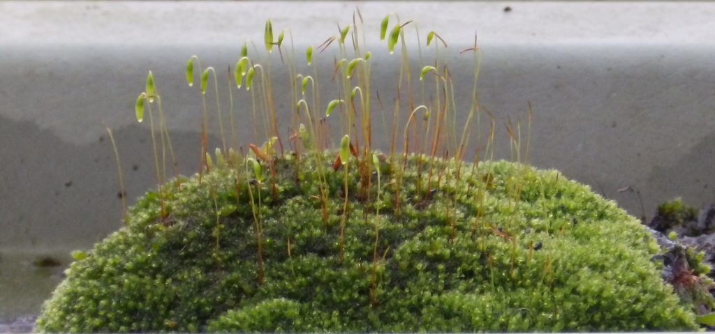 Cushion of moss with spore capsules, Sheila Sims