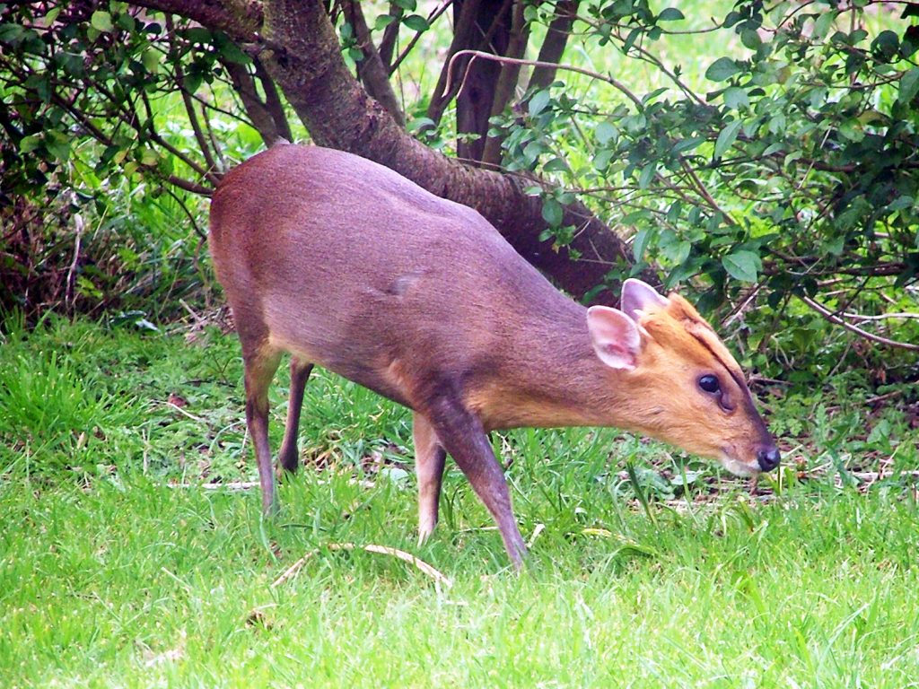 Muntjac deer... sometimes comes to town, Mike Sims