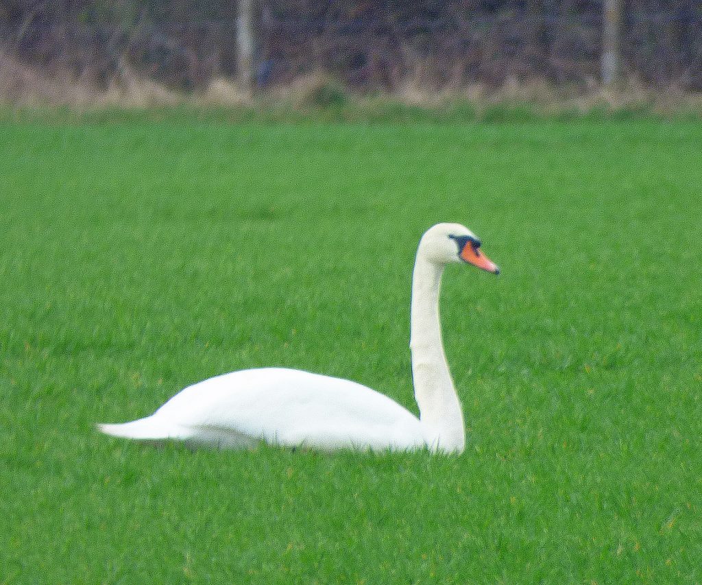 Mute swan in Barley field – Sheila Sims