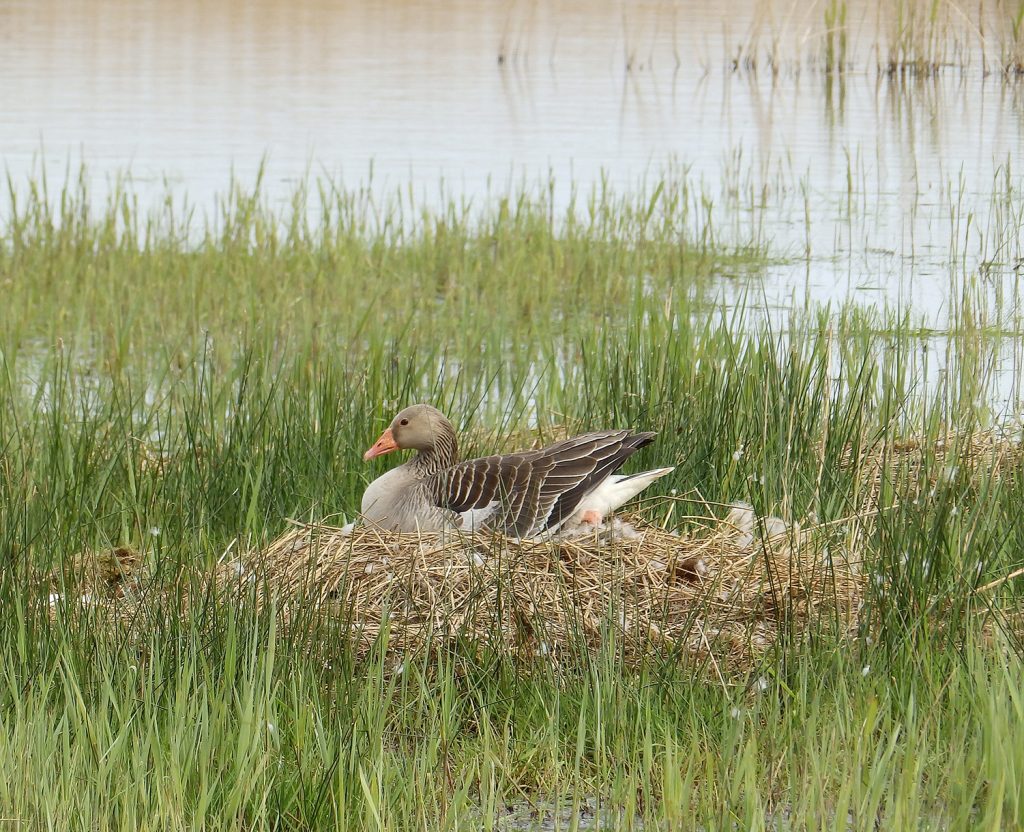 Nesting Greylag goose, Sheila Sims