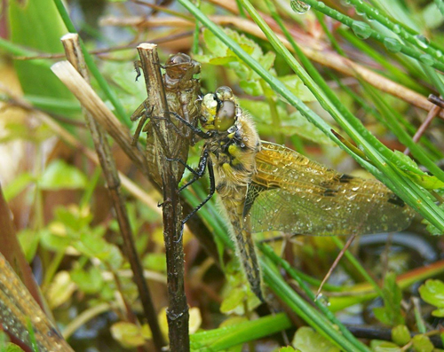 Newly emerged Four spotted chaser with nymph skin, Joan Dixon