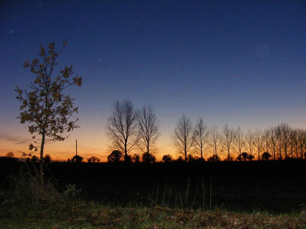 Halloween, Sheila Sims