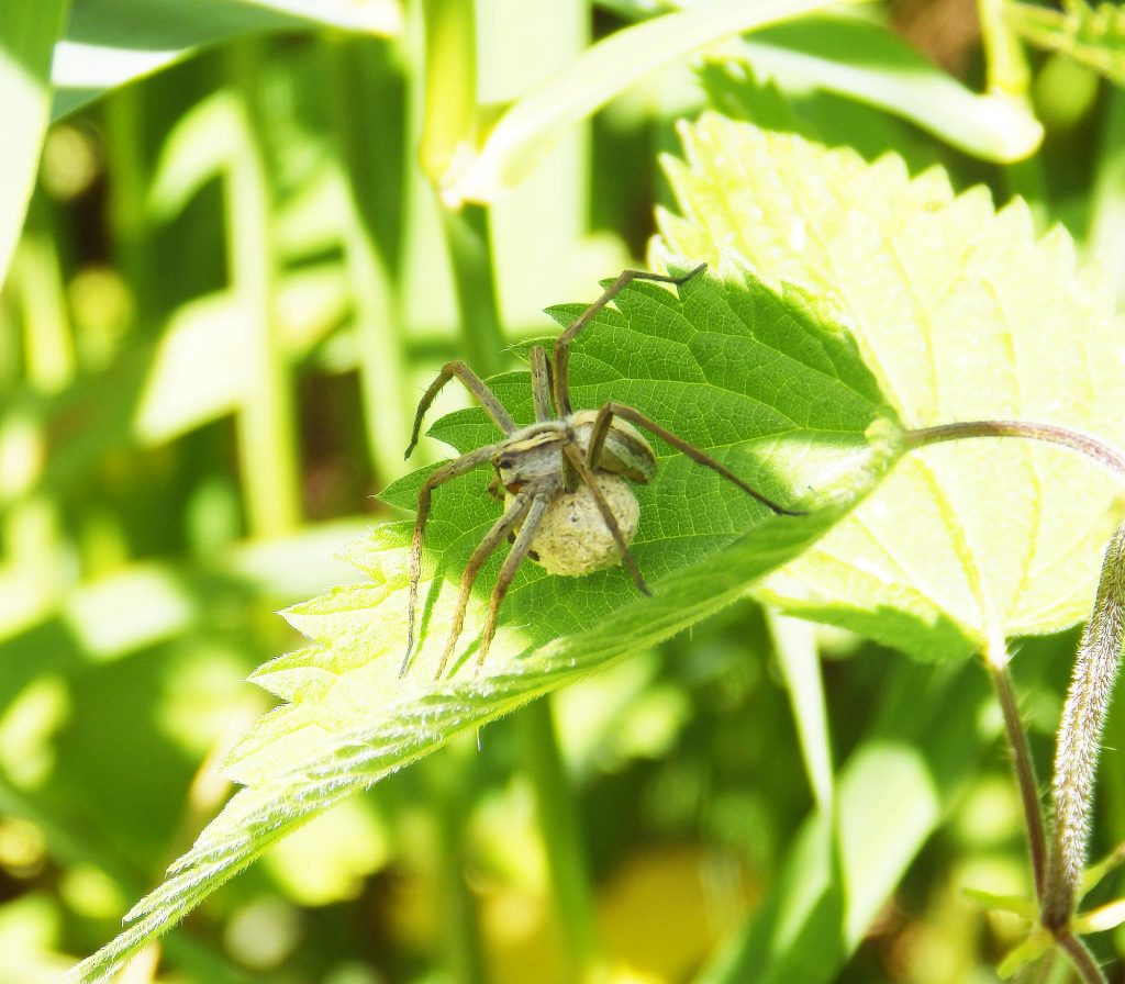 Nursery web spider with egg sac, Sheila Sims
