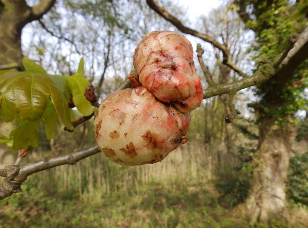 Oak apples, Sheila Sims