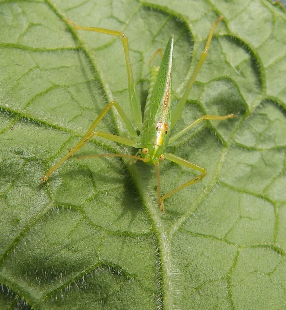 Oak bush cricket, Sheila Sims