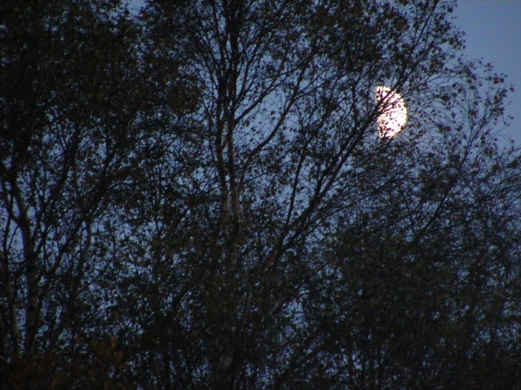 October moon, Sheila Sims