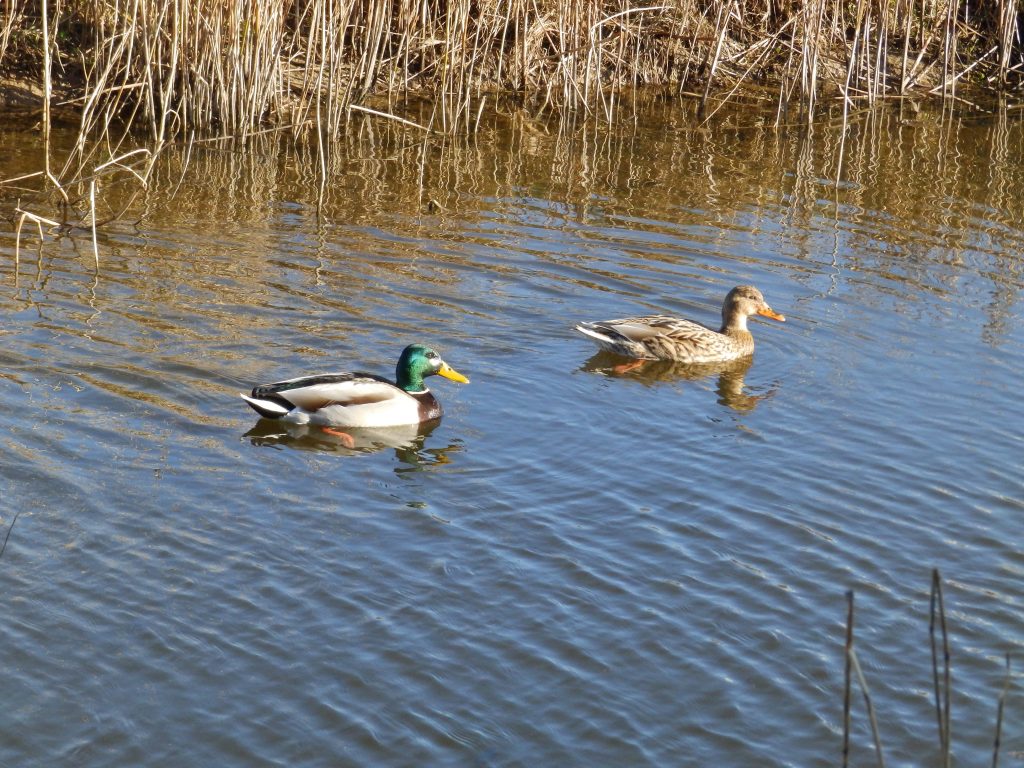 Pair of Mallards, Sheila Sims