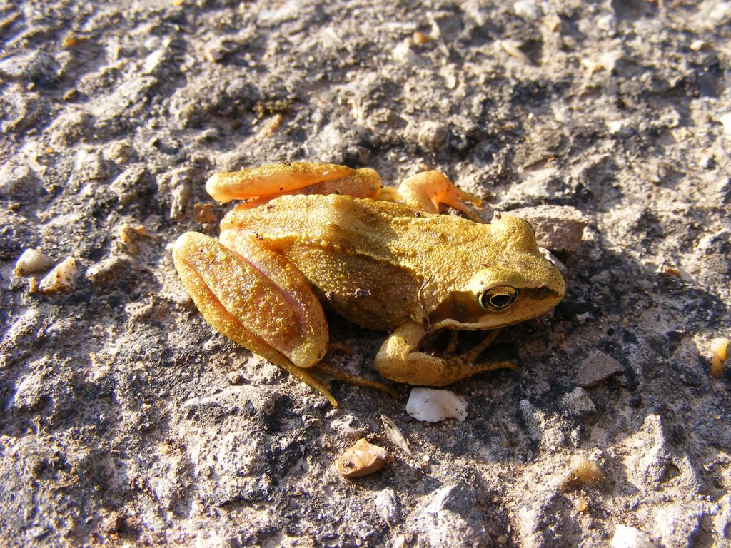 …and palely loitering, Sheila Sims