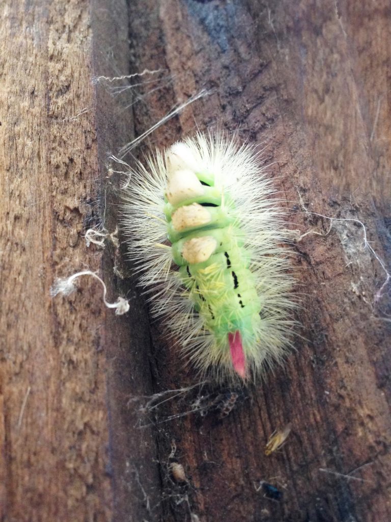 Pale tussock caterpillar, Jessica Creasey