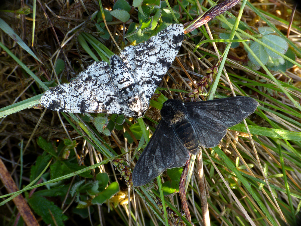 Peppered moths, usual and carbonaria, Chris Manley, author of‘British Moths Photographic Guide’