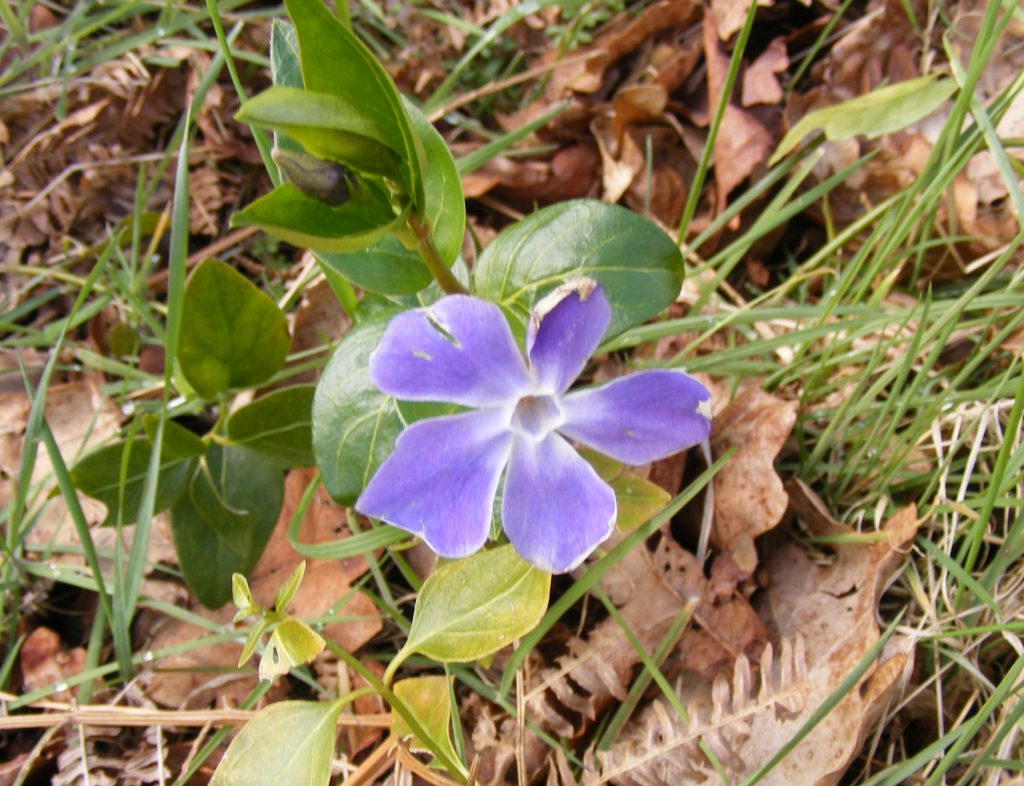 Periwinkle, Sheila Sims