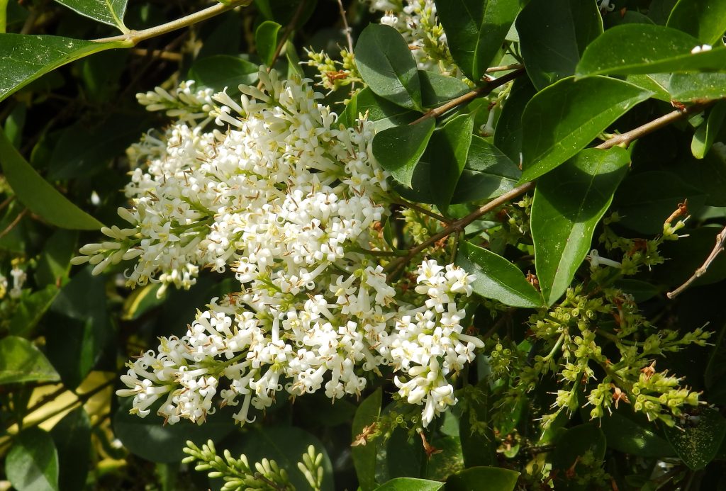 Privet blossoms, Sheila Sims