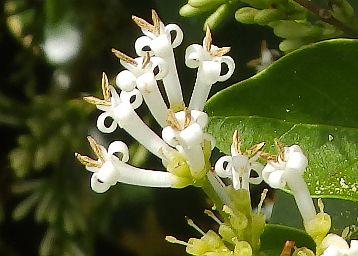 Privet flowers, Sheila Sims