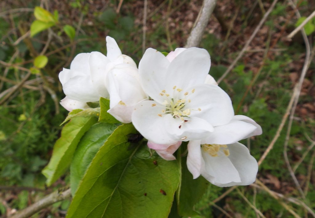 Probably a hybrid Crab apple, Sheila Sims