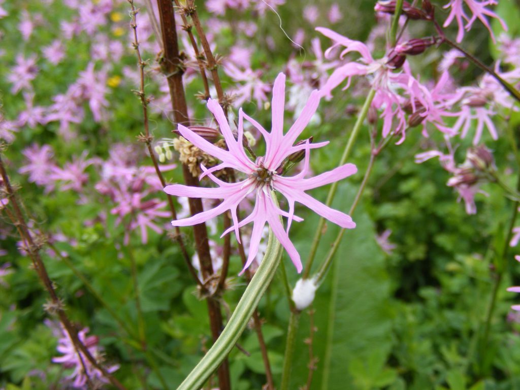 Ragged robin, Sheila Sims