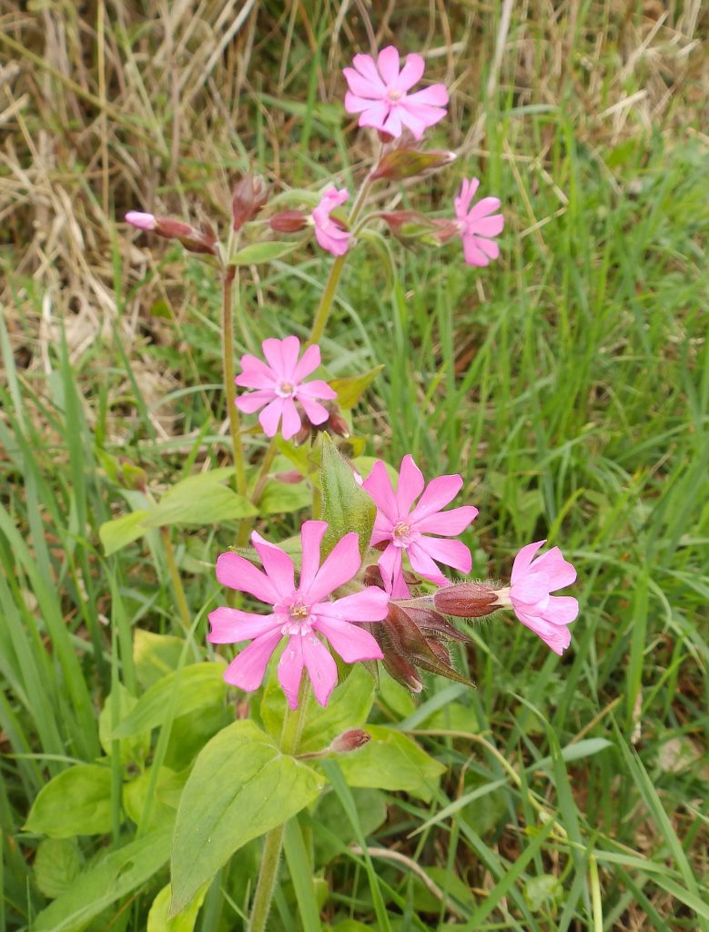 Red Campion, Sheila Sims