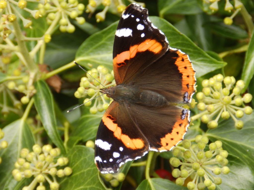 Red Admiral, Sheila Sims