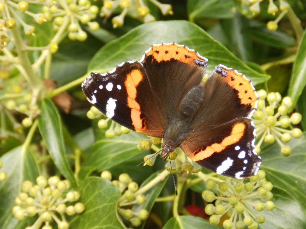 Red admiral feeding on Ivy, Sheila Sims
