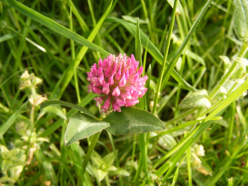 Red clover, Sheila Sims