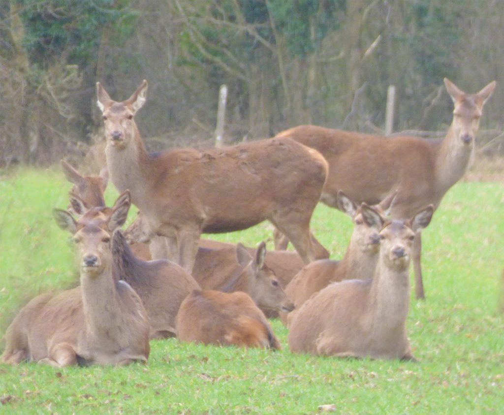 Red hinds, Sheila Sims