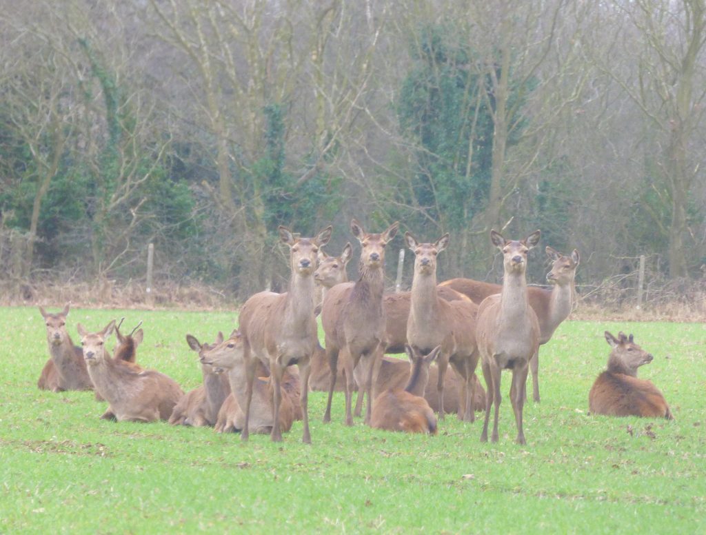 Red hinds with last year’s young, Sheila Sims