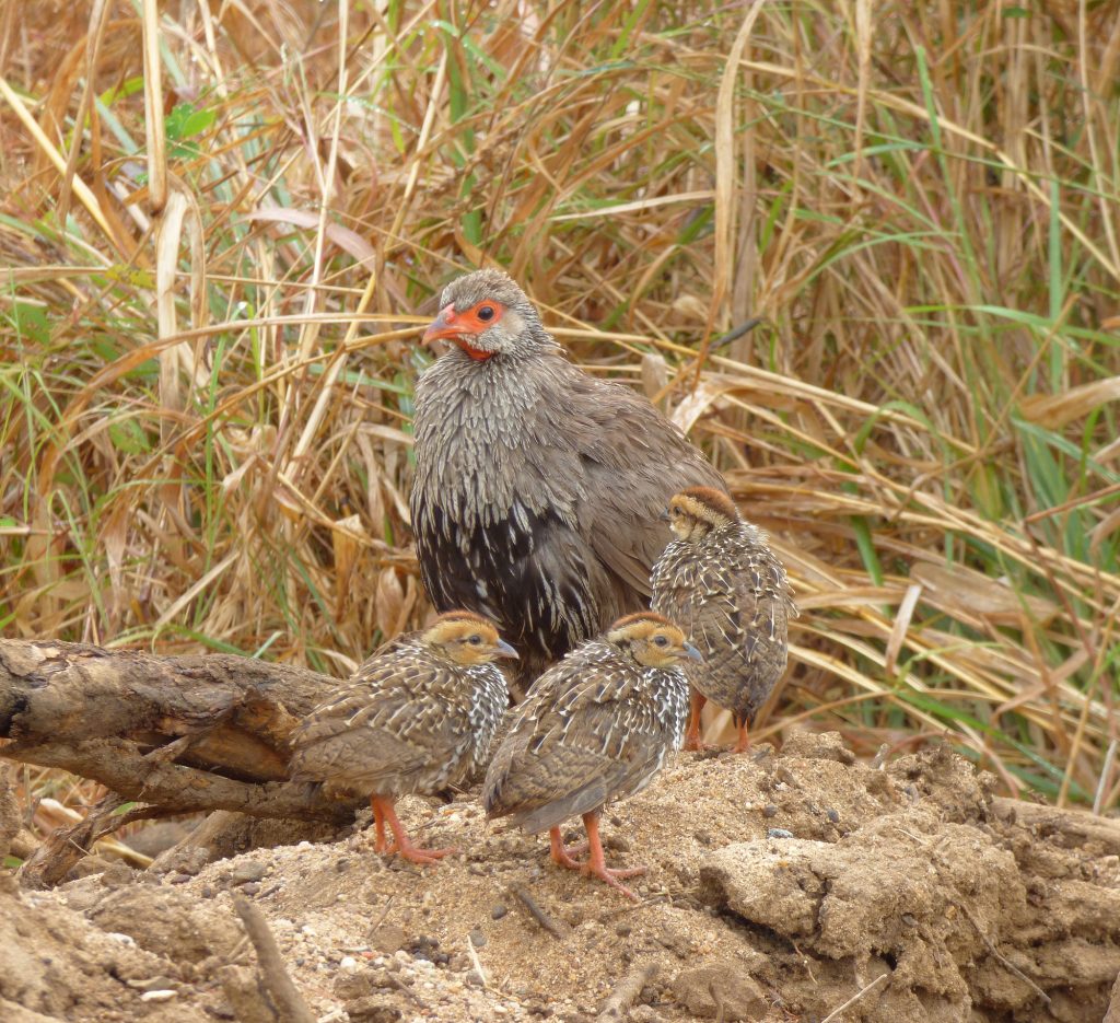 Red-necked spur fowl, Sheila Sims