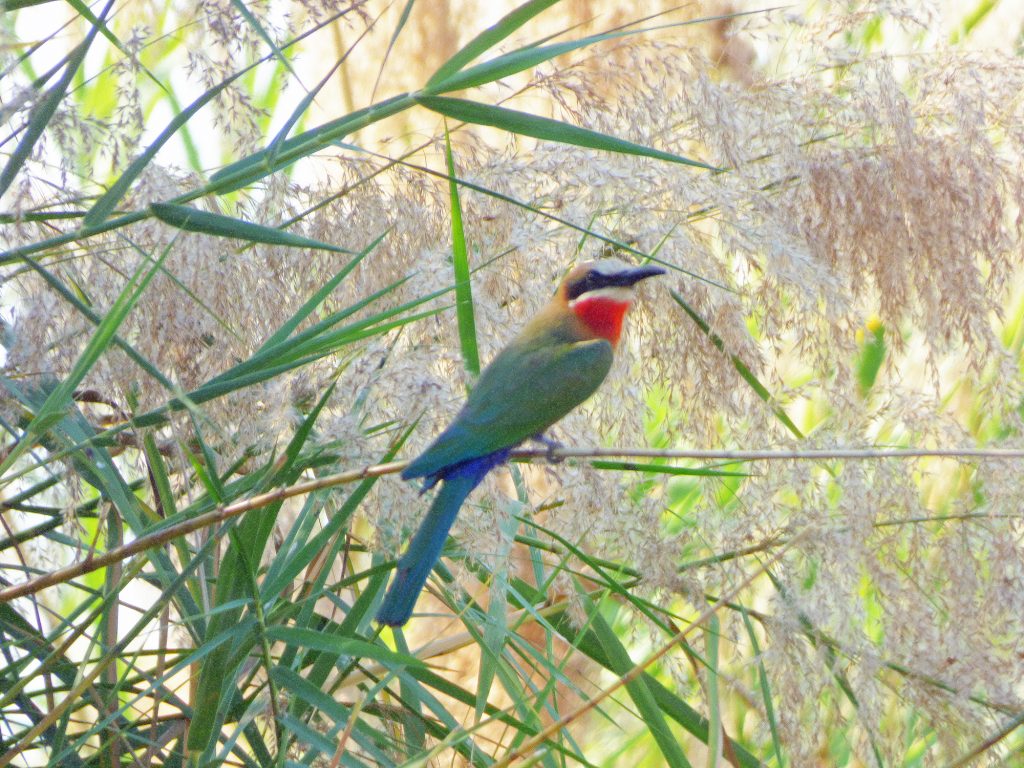 Red-throated bee-eater, Sheila Sims