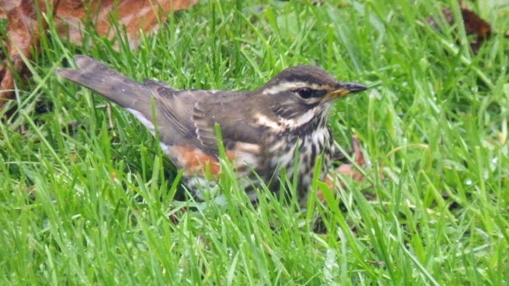 Redwing, Sheila Sims