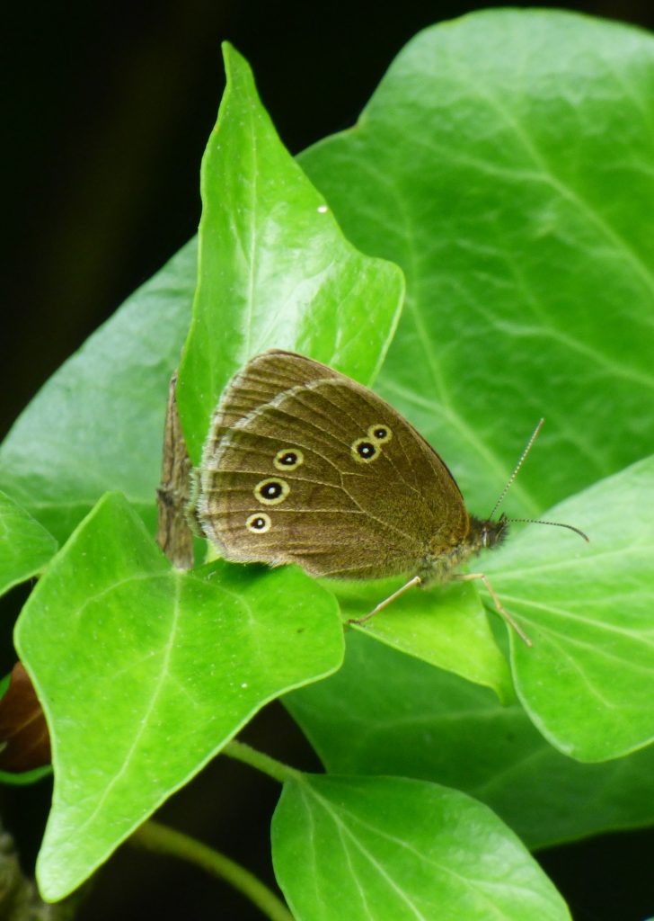 Ringlet, Sheila Sims
