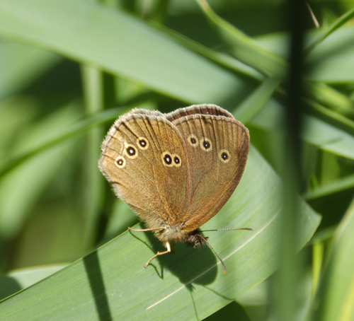 Ringlet’s underwing, Sheila Sims