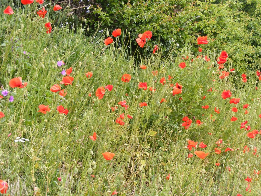 Roadside poppies, Sheila Sims