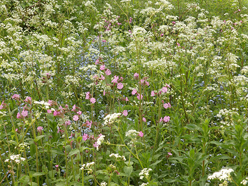 Roadside flowers, Sheila Sims