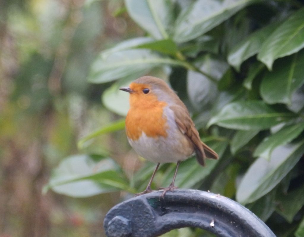Watching over his territory, Sheila Sims