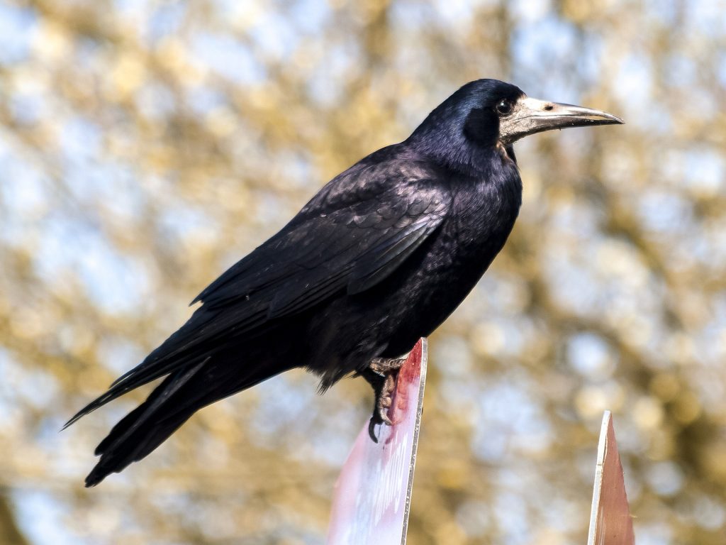 Rook – Pixabay