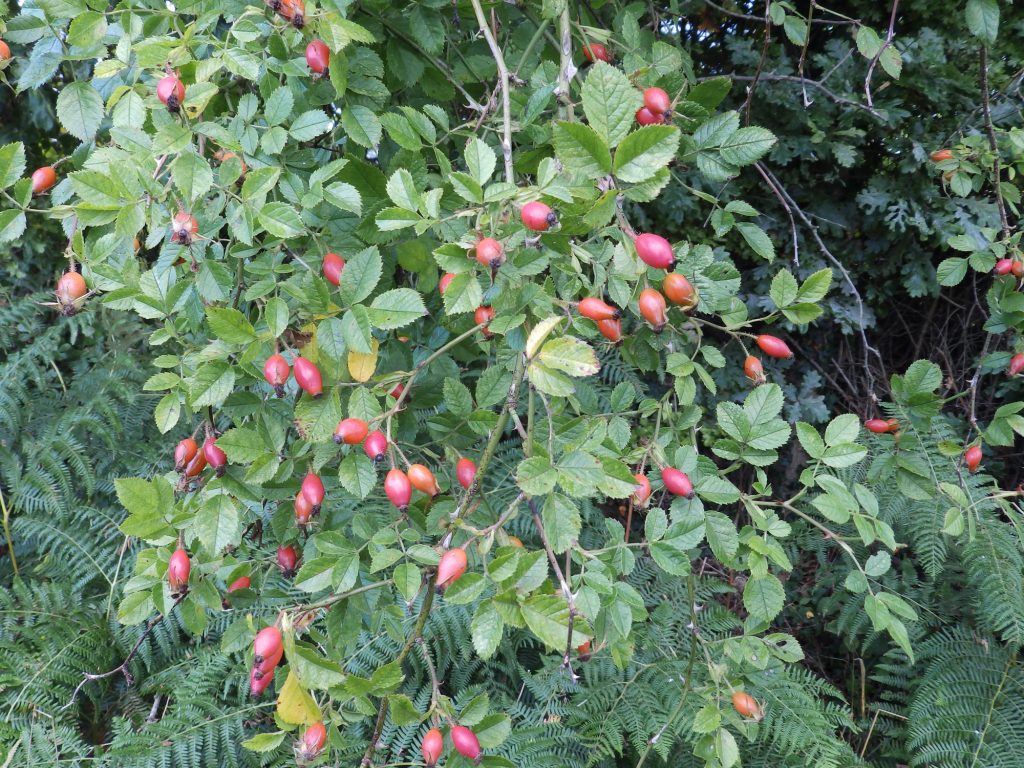 Rose hips, Sheila Sims