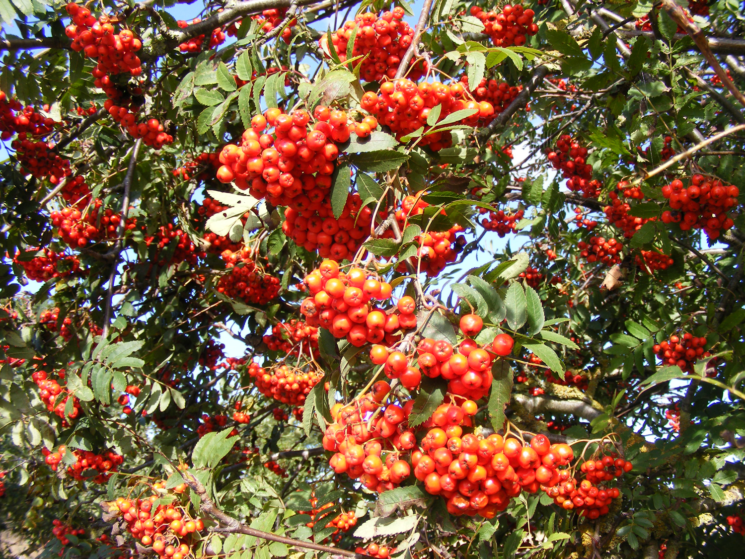 ... and berries, Sheila Sims