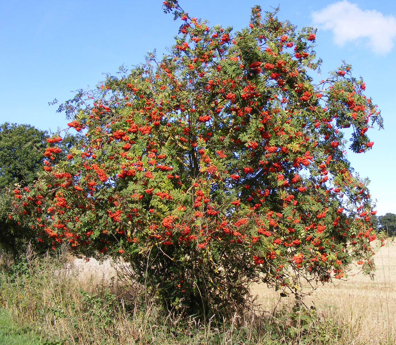 Rowan tree… Sheila Sims