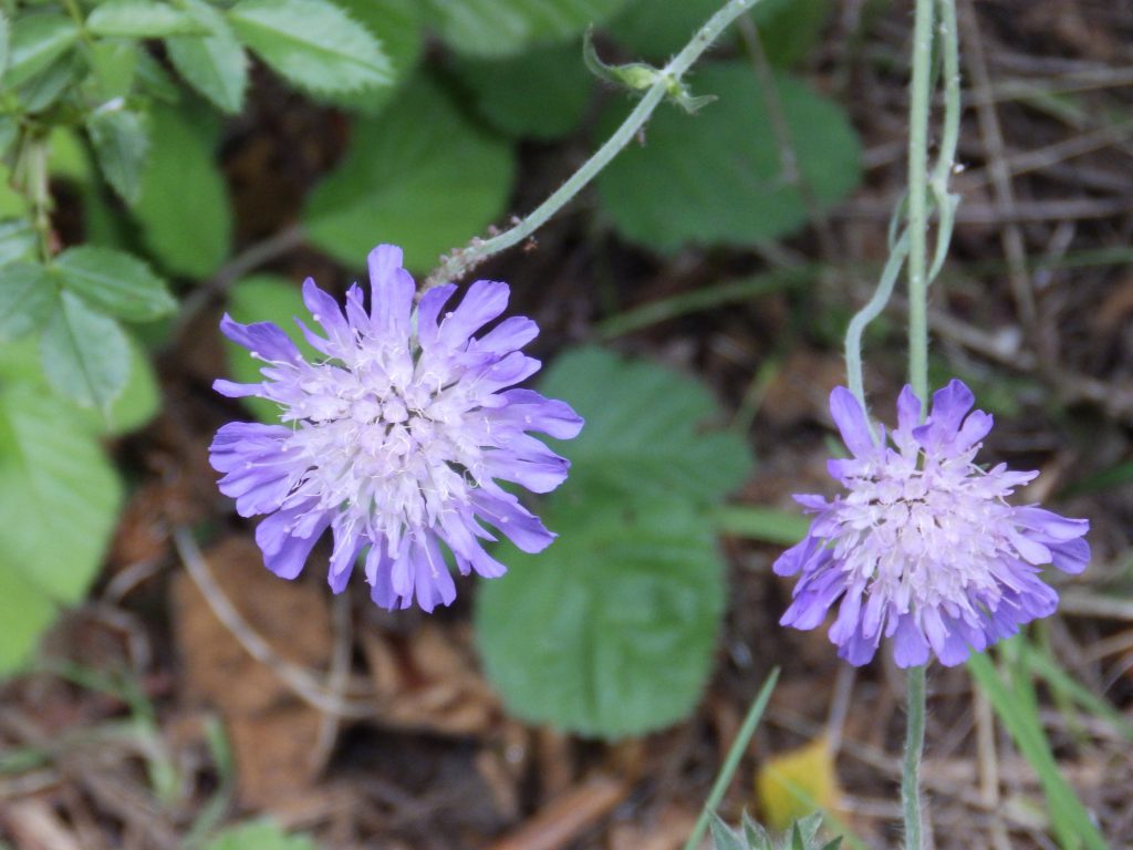 Scabious, Sheila Sims