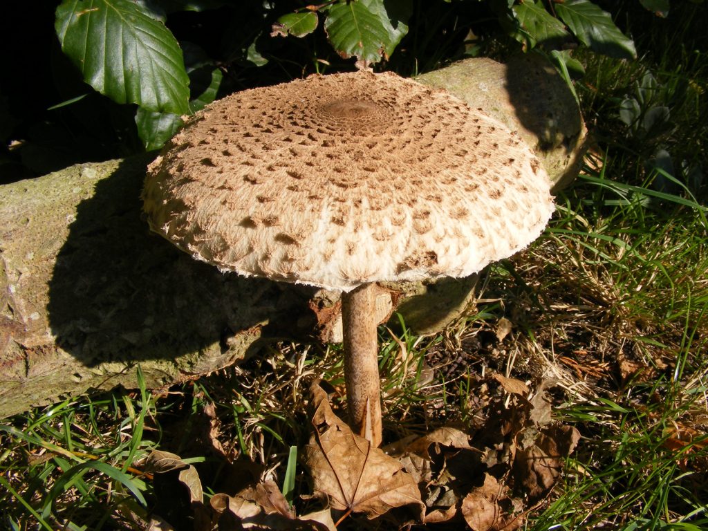 Shaggy parasol, Sheila Sims