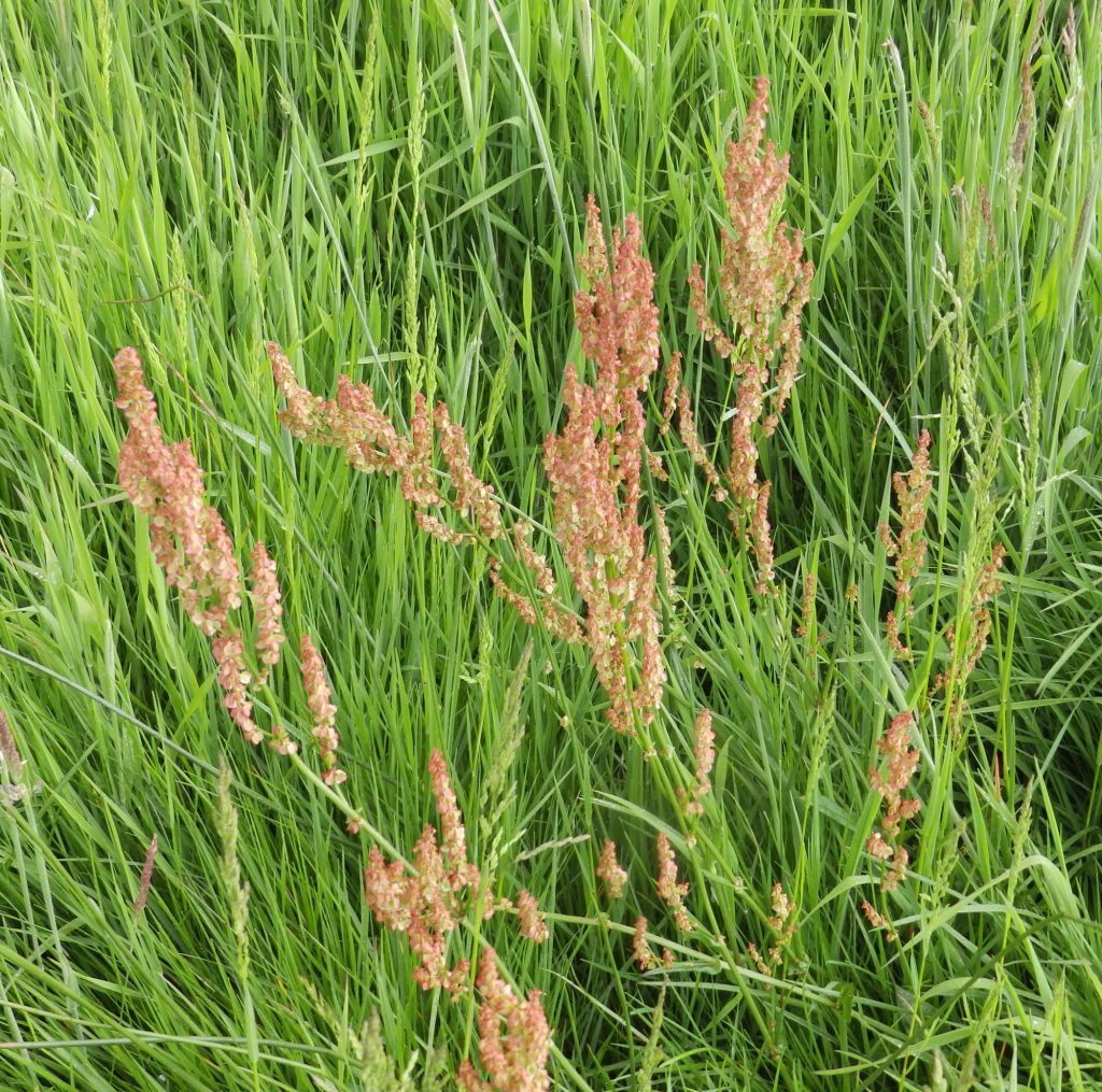 Sheep sorrel, Sheila Sims