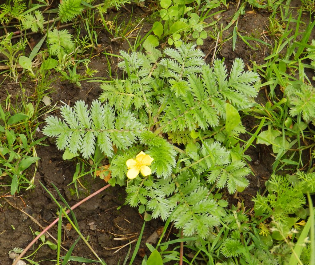 Silverweed, Sheila Sims