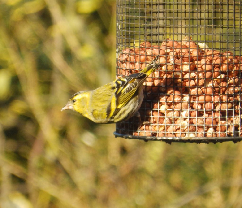 Siskin, Sheila Sims