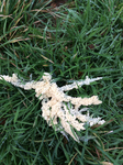 Slime mould, Steve Williams