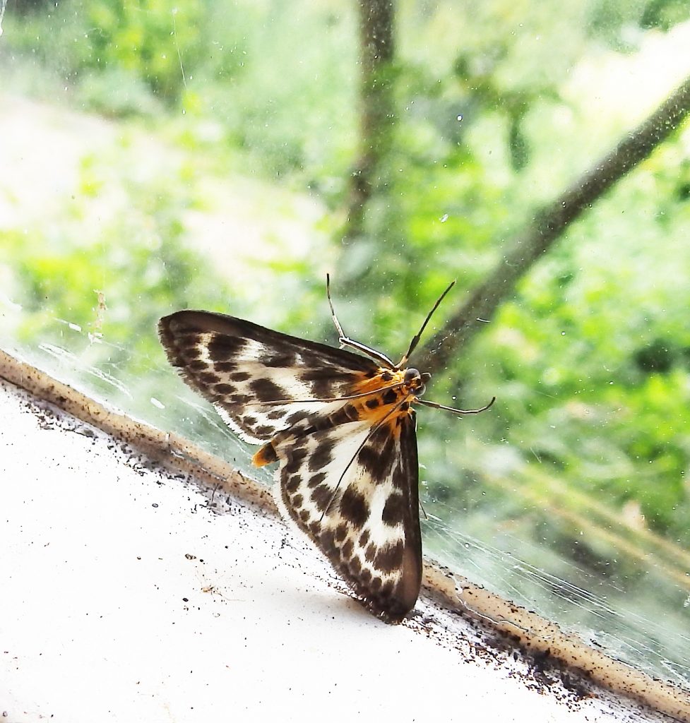 Small Magpie moth, Sheila Sims