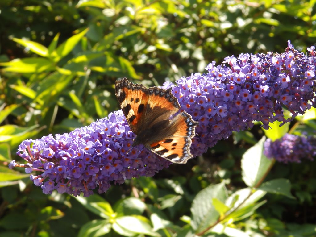 Small tortoiseshell on Buddleia davidii, Sheila Sims